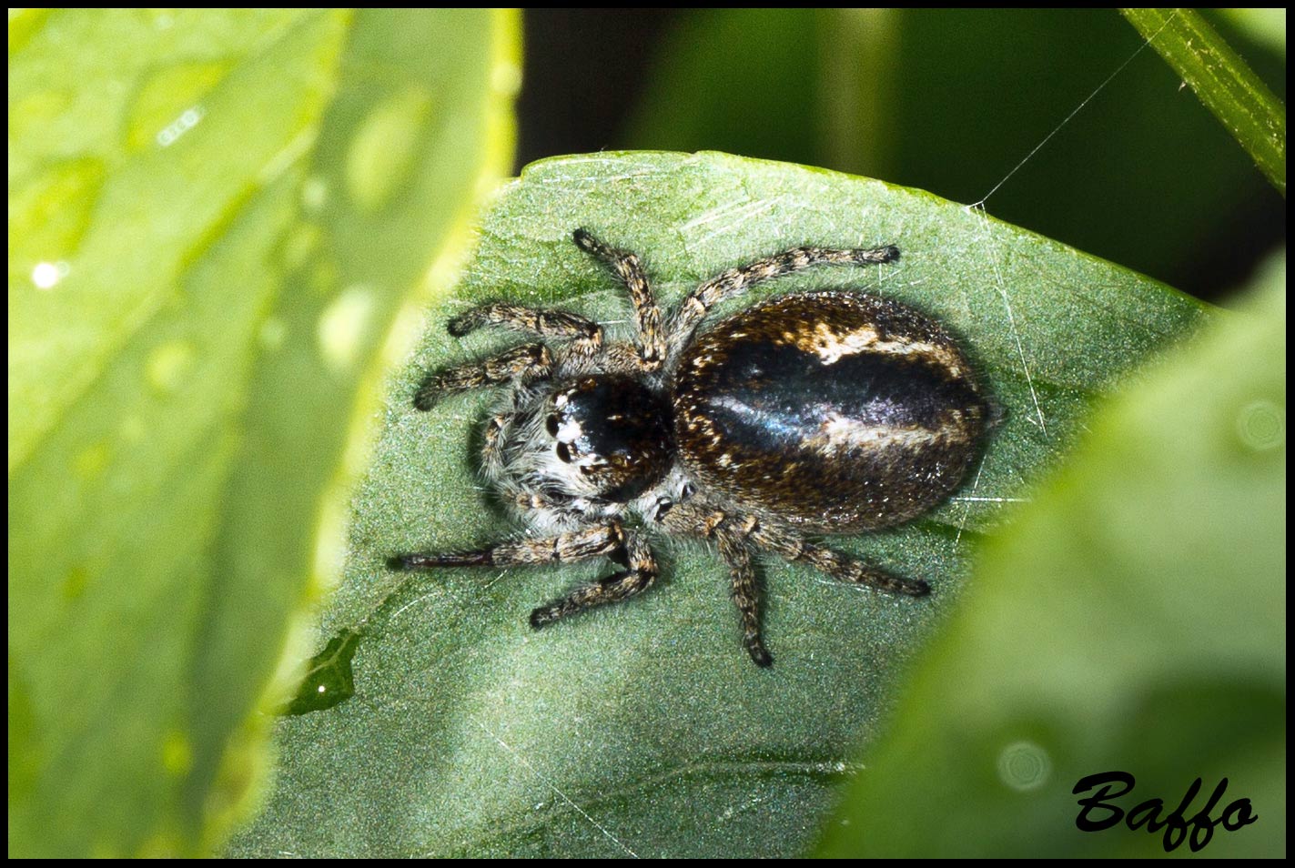 Philaeus chrysops - Monrupino (TS)